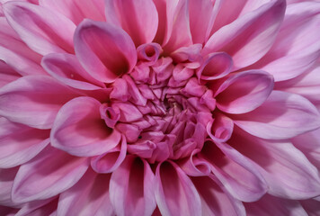 Extreme close up shot of pink Dahlia flower