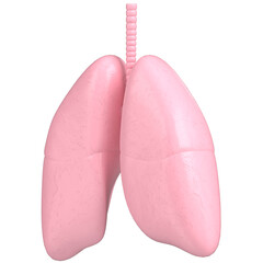 3d rendering illustration of human lungs