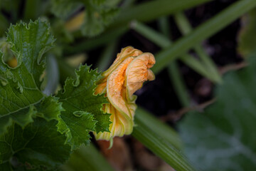 Garden with zucchini flowering plant in the spring