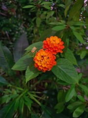 OrangeFlower