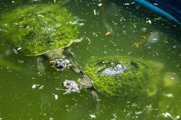 Obraz premium Turtles