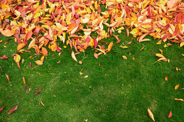 Yellow leaves on the lawn. View from above.