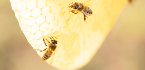 A honey bee on a honeycomb in the wild.