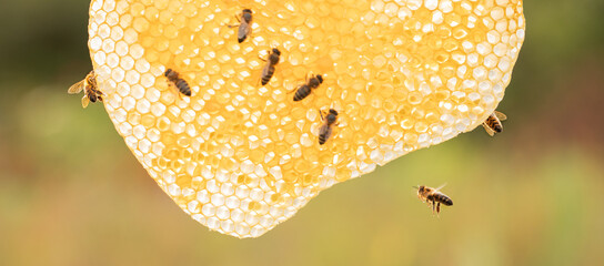 A honey bee on a honeycomb in the wild.