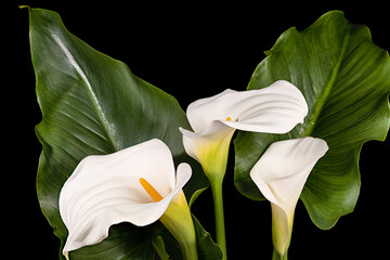 Three white Cala Lilly flowers and green foliage on black background
