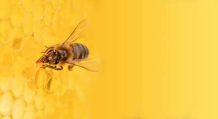 Honey bee on honeycomb close-up selective focus.