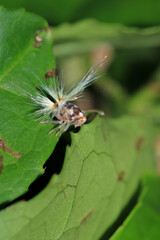 natural Passionvine hopper insect macro photo
