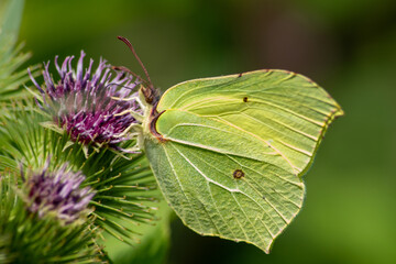 Papillon vert