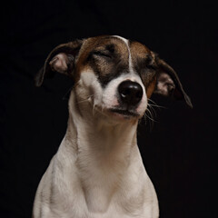 Happy relaxing enjoying jack russell terrier female dog with closed eyes. Closeup studio portrait isolated