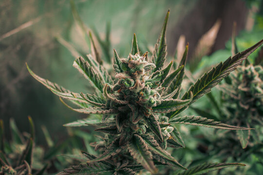 Cannabis plant panoramic banner. Marijuana flowers with yellow stigmas and green leaves. Growing cannabis for medical purposes