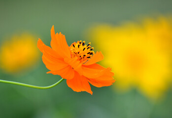 キバナコスモス