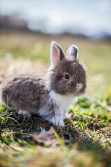 bébé lapin
