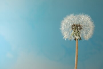 Beautiful dandelion flower on light blue background. Space for text