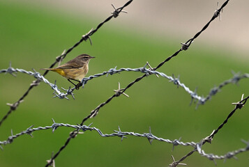 Palm Warbler perches on barb wire