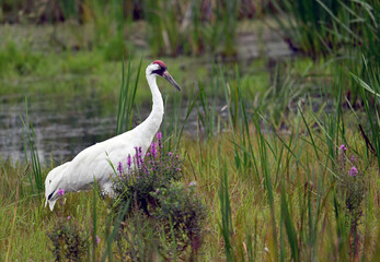 Whooping Crane stops and walks around the Marsh