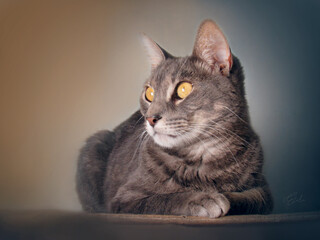 gato gris mirando atento