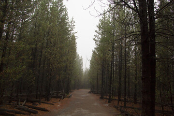 Fototapeta premium Path to Nowhere