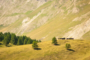 Chevaux de montagne