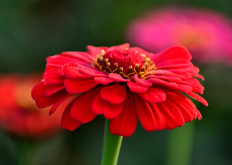 赤い百日草の花