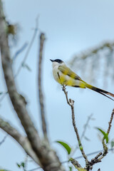 bird in the city of Catas Altas, State of Minas Gerais, Brazil