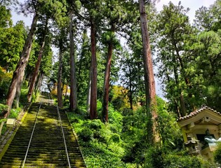 神聖な木々に囲まれた階段