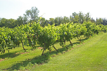 Fototapeta na wymiar Vineyards in rows supported by wire