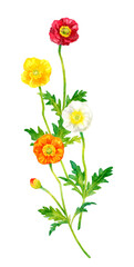 ポピー（ヒナゲシ）のカラフルなカットイラスト　春の花の手描き水彩イラスト素材