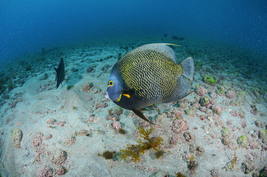 A French angelfish in the crystal-clear waters of Fernando de Noronha, Brazil