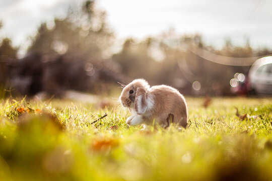 lapin