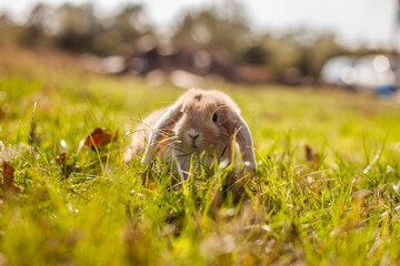 lapin