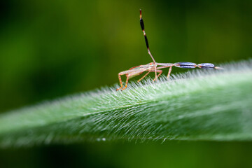 Close up of leaf-footed bugs, Coreid Bug, Coreidae nymph, A member of the family Coreidae, in the...