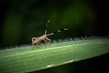 Close up of leaf-footed bugs, Coreid Bug, Coreidae nymph, A member of the family Coreidae, in the suborder Heteroptera (true bugs), in Thailand.
