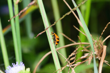Ladybug on green grass blade, Coccinella transversalis Fabricius, Blade runner, Lady Beetles, Selection focus.