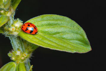 Ladybug on green leaf and nature blurred background.