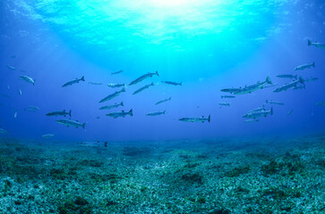 Naklejka na ściany i meble Shoal of Barracuda fish in Fernando de Noronha, Brazil. Marine life. Scuba diving