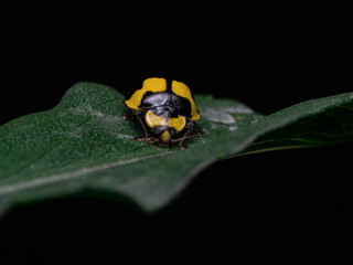 Yellow Lady Bird on Green Leaf with Black Background