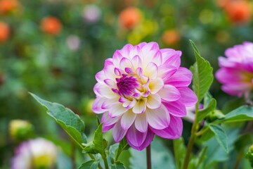 Obraz premium 光を浴びて輝く満開の赤紫のグラデーションのダリア