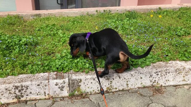 Dog Walks On Sniffs Lawn Rises On Its Hind Legs Urinated, Marked Out Territory. Forbidden Designated Areas . Puppy Goes To Toilet In Prohibited Place. Dog Is Walking On Leash Near House On Sidewalk