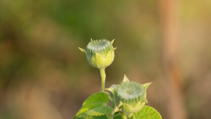 Sunflower buds, summer is here. Flowers with seeds that can be processed into snacks with good taste