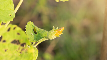 Sunflower buds, summer is here. Flowers with seeds that can be processed into snacks with good taste