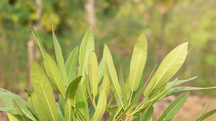 Myrica cerifera grows as a shrub to tree up to 12 m in height with grey bark. The leaves are arranged alternately, to 10 cm long, oblanceolate, with an entire or dentate leaf and an acute leaf apex