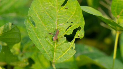 Rice ear bug or Leptocorisa oratoria, a pest of rice and other plants that emits a pungent odor to scare off predators. This type of pest often interferes with the planting period