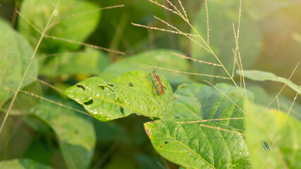Rice ear bug or Leptocorisa oratoria, a pest of rice and other plants that emits a pungent odor to scare off predators. This type of pest often interferes with the planting period