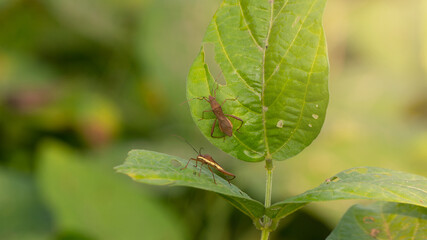 Rice ear bug or Leptocorisa oratoria, a pest of rice and other plants that emits a pungent odor to...
