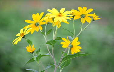 ヒメヒマワリの花