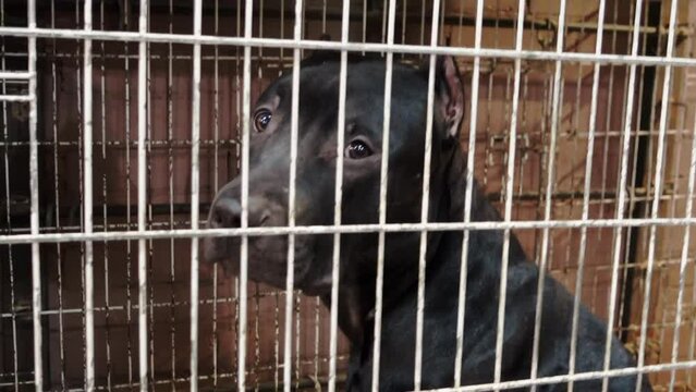 Black American Pit Bull Terrier dog dejectedly sits in iron cage with sad look. Metal cage for transporting animals. Purebred sports dog sits in aviary, waits for owner of competition for title