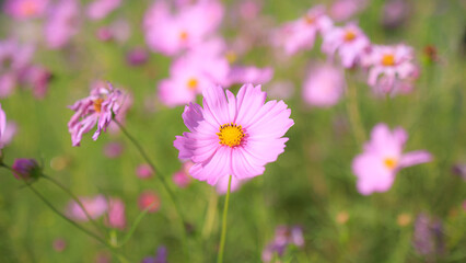 Obraz premium コスモス