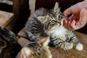 cat in hands