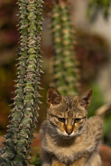 Portrait of a furry cat sitting next to a cactus plant looking at you