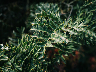 Fototapeta premium Green leaves